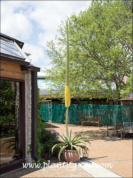 The not so dwarf Agave desmettiana.